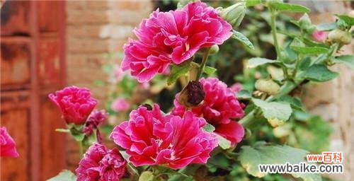 探究蜀葵的花语 蜀葵花语与象征意义