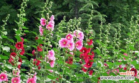 揭秘蜀葵花的意义 蜀葵花的花语与传说