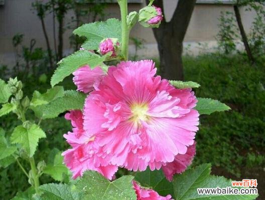 揭秘蜀葵花的意义 蜀葵花的花语与传说