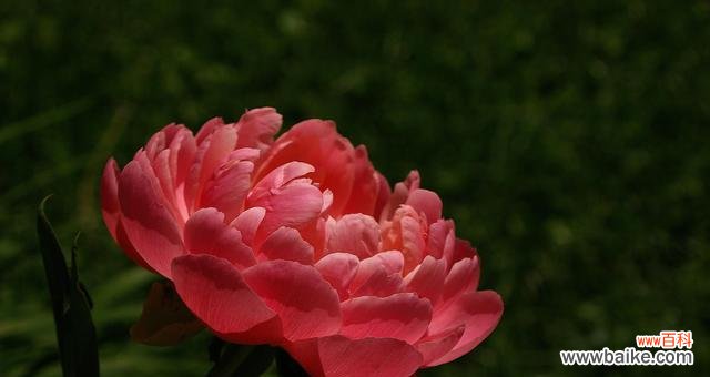 用花语演绎情感 世界上最美的花语——爱的绽放