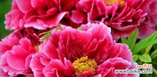 用花语演绎情感 世界上最美的花语——爱的绽放