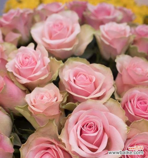 用花传递感激之情 送老师的花与花语