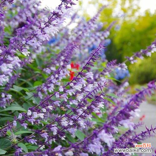 揭开鼠尾草代表的世界密码 鼠尾草花语