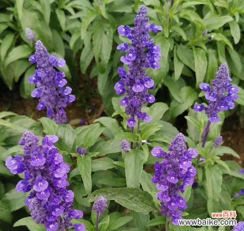 揭开鼠尾草代表的世界密码 鼠尾草花语