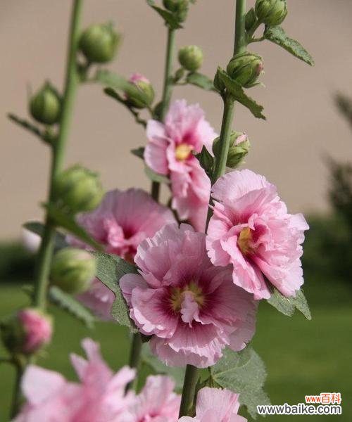探索蜀葵花的隐含意义 蜀葵花语的寓意与象征