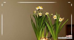 解读水仙花的深刻含义 水仙花的花语与寓意