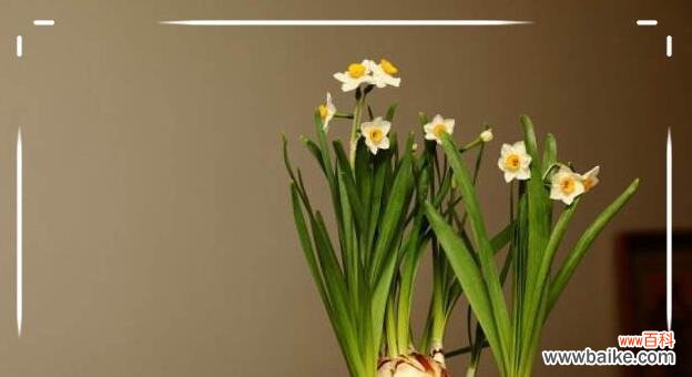 解读水仙花的深刻含义 水仙花的花语与寓意