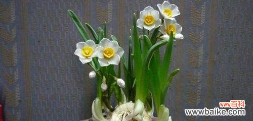 解析水仙花的隐含寓意和独特魅力 水仙花的象征意义及美丽之谜