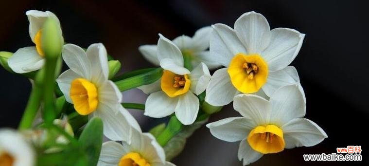 水仙花花语的由来及其深刻内涵 水仙花的花语及其象征意义