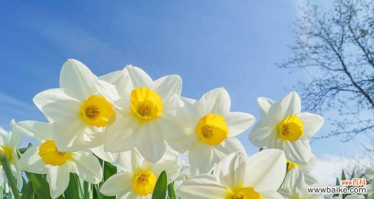 探寻水仙花的神秘密码 水仙花的花语与象征意义