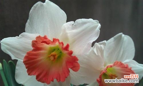 探寻水仙花的神秘密码 水仙花的花语与象征意义