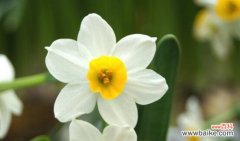 水仙花的花语和象征意义揭示了人们心中的美好与追求 水仙花的花语和象征意义