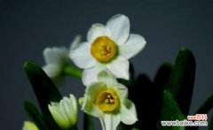 美丽的水仙花 水仙花花语及其象征意义