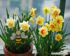 揭开水仙花的神秘面纱 水仙花的美丽与寓意