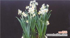 探寻水仙花的灵性和美丽 水仙花的象征意义——从花卉到人生寓意