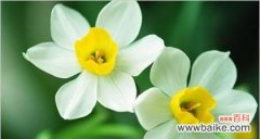 探索水仙花的隐含意义 水仙花的花语与象征