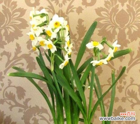 水仙花的美丽神秘与传说 水仙花的花语与寓意