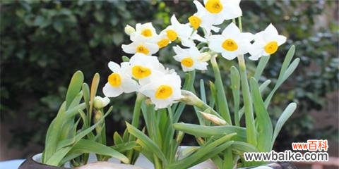 水仙花的美丽神秘与传说 水仙花的花语与寓意