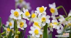 水仙花的美丽神秘与传说 水仙花的花语与寓意