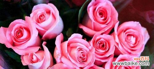 浅粉色玫瑰花语传递着柔情蜜意 浅粉色玫瑰的花语之爱的宣言