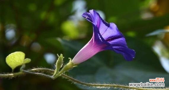 美丽绽放的牵牛花 牵牛花的花语及寓意