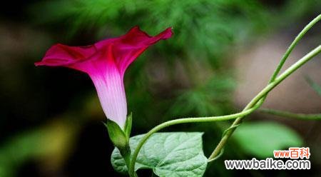 探索牵牛花的寓意与象征 牵牛花