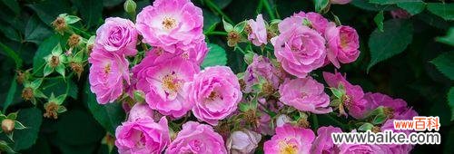 解读蔷薇花语 蔷薇花语