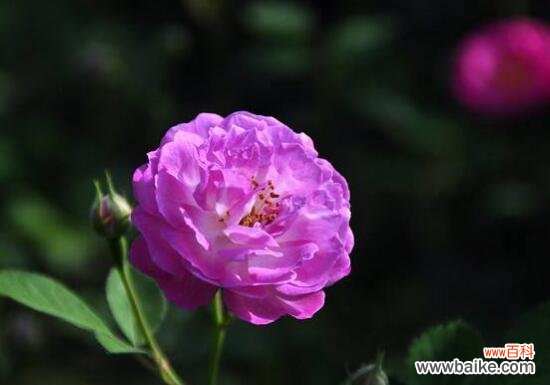 探索蔷薇花的含义和象征 蔷薇花的花语和寓意