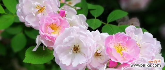 传递爱与美的自然信使 蔷薇花的花语及象征意义解析