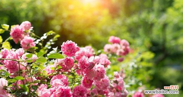 传递爱与美的自然信使 蔷薇花的花语及象征意义解析