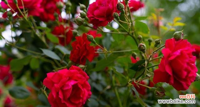 传递爱与美的自然信使 蔷薇花的花语及象征意义解析