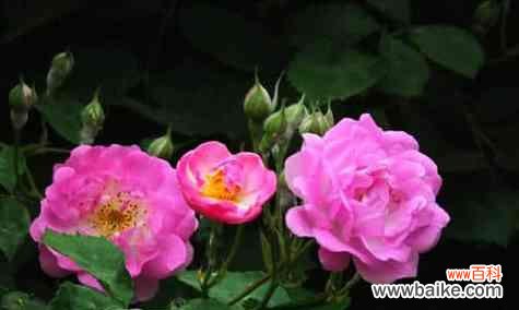 探索蔷薇的美丽与象征意义 蔷薇的花语与寓意