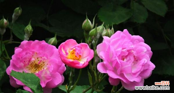 探寻蔷薇花的神秘之意 蔷薇花的花语与寓意