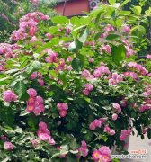 传承千年的花语之美 蔷薇花的寓意与象征意义