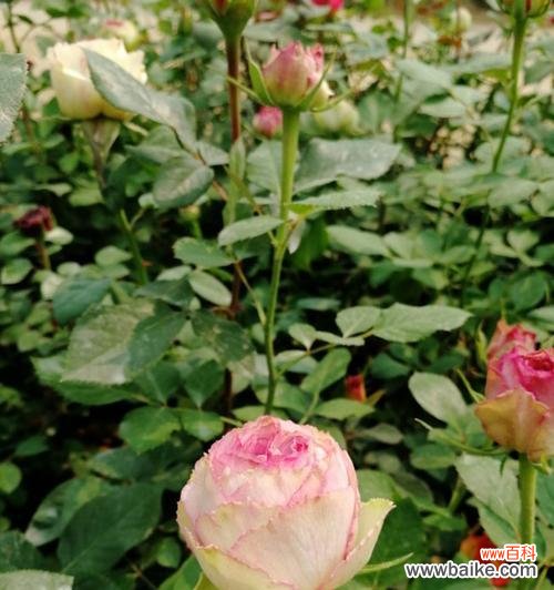 揭示蔷薇花的寓意与象征以及其在文学艺术中的运用 蔷薇花