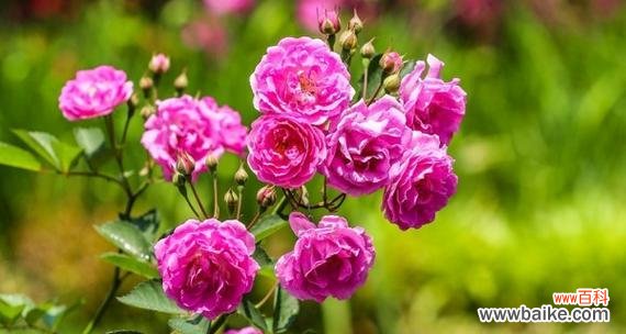 娇艳花朵中的深刻象征 蔷薇之美