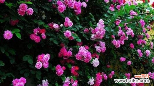 探索蔷薇花的深层含义 蔷薇花的花语和寓意