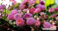 探索蔷薇花的深层含义 蔷薇花的花语和寓意