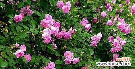 蔷薇花的各种花语及其背后的含义 蔷薇花的寓意与花语