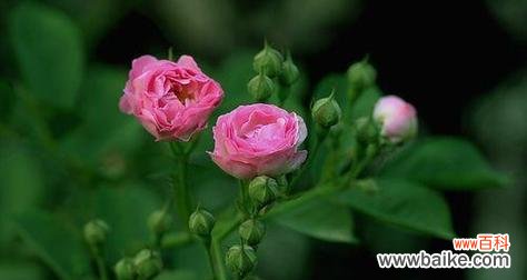 探寻蔷薇花语的深层含义 蔷薇花语