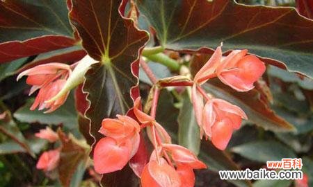 传递爱与希望的秋海棠 秋海棠的花语与美丽心灵的映照