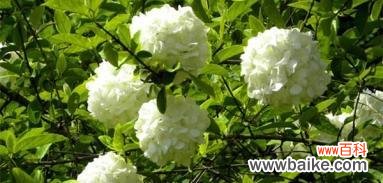 解读以琼花花语 以琼花花语的意义与传承