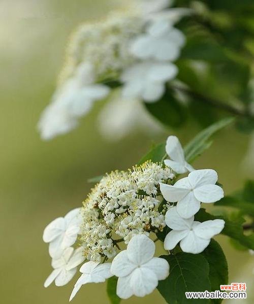 解读以琼花花语 以琼花花语的意义与传承