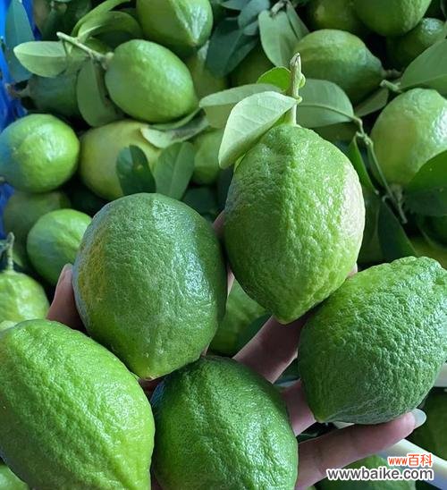 青柠花语及其隐含的寓意 青柠花语的奥秘