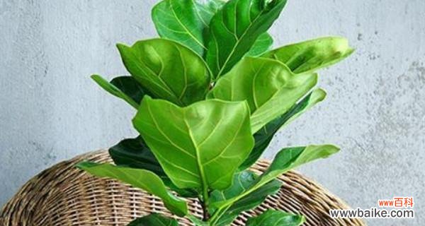 探寻琴叶榕的深层含义 琴叶榕