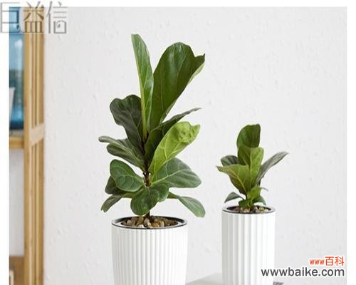 探寻琴叶榕的深层含义 琴叶榕