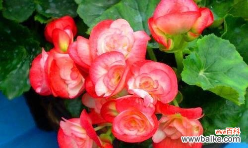 秋海棠 秋海棠的花语与意义