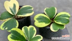 绽放的幸福源泉——球兰花语解读 球兰花语之美——寓意幸福与祝福