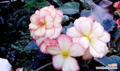 秋海棠花语的深刻寓意与生命力 秋海棠花语之美——一种秋天的精神寄托