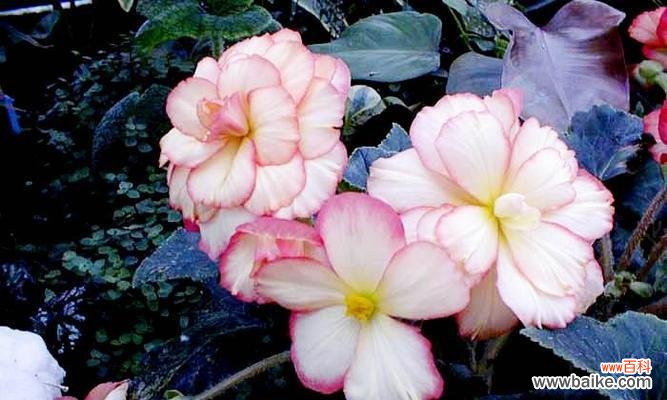 秋海棠花语的深刻寓意与生命力 秋海棠花语之美——一种秋天的精神寄托